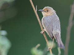 Red-faced Cisticola