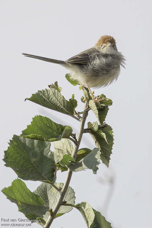 Long-tailed Cisticolaadult, habitat, pigmentation, Behaviour