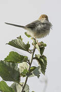 Long-tailed Cisticola