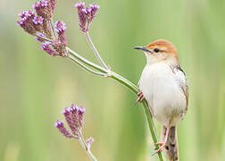 Levaillant's Cisticola