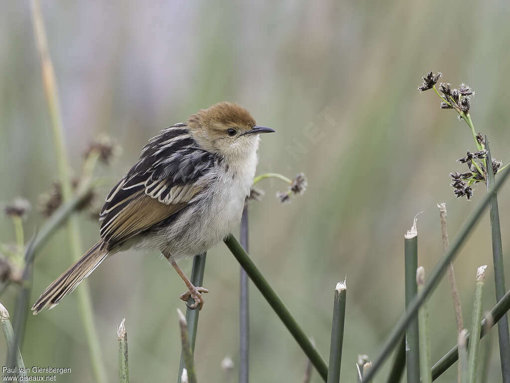 Levaillant's Cisticolaadult, identification