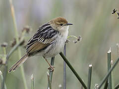 Levaillant's Cisticola