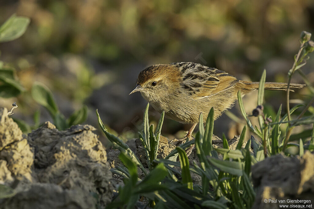 Levaillant's Cisticolaadult