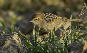 Levaillant's Cisticola