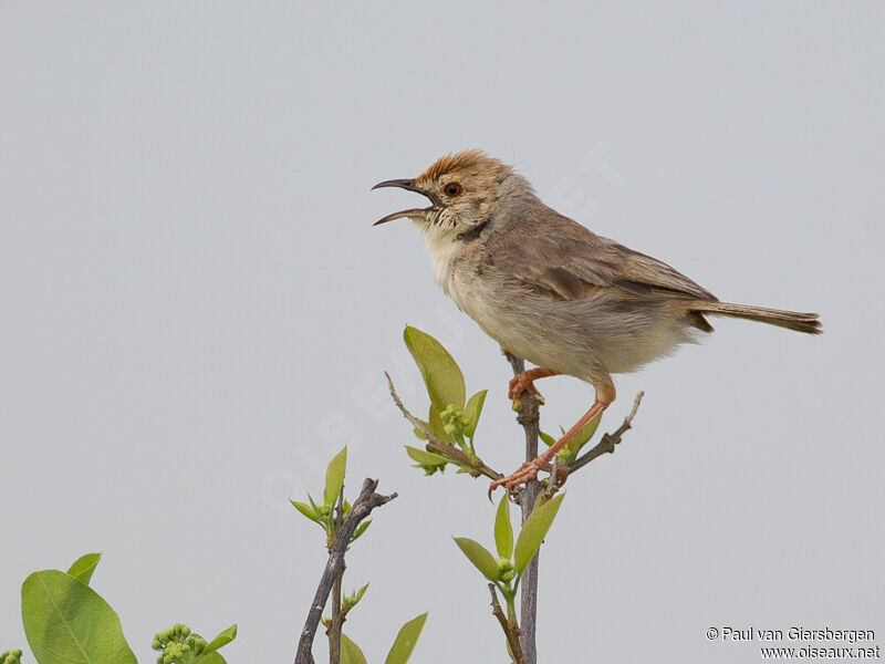 Red-pate Cisticolaadult