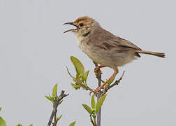 Red-pate Cisticola