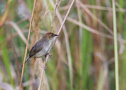 Chattering Cisticola