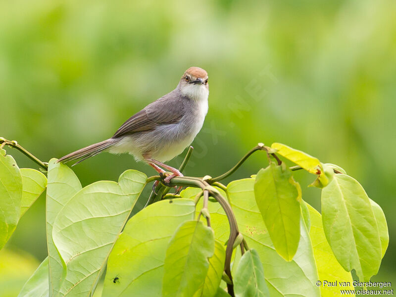 Chattering Cisticola