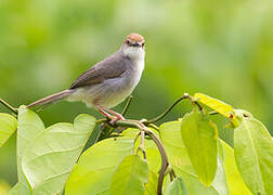 Chattering Cisticola