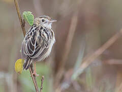 Pectoral-patch Cisticola