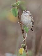 Pectoral-patch Cisticola