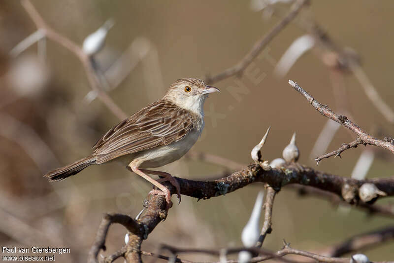 Ashy Cisticolaadult, identification