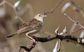 Ashy Cisticola