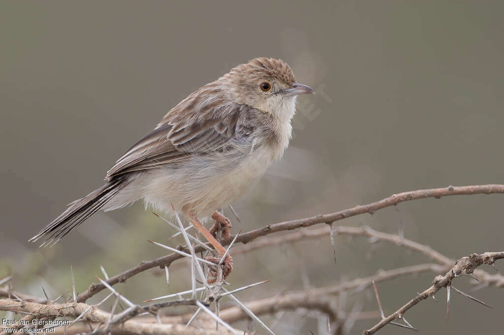 Ashy Cisticolaadult, identification