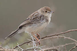 Ashy Cisticola