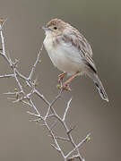 Ashy Cisticola