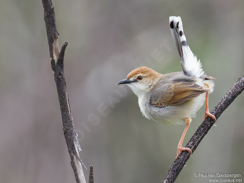 Singing Cisticola