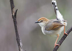 Singing Cisticola