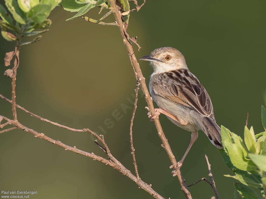 Coastal Cisticolaadult, identification