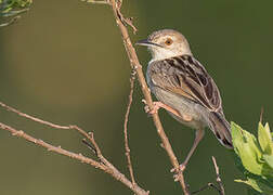 Coastal Cisticola