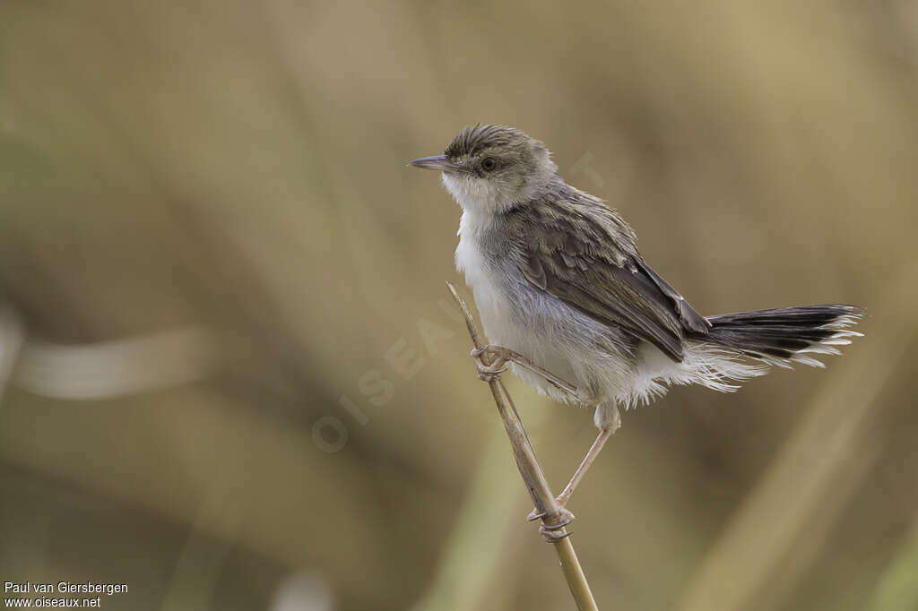 White-tailed Cisticolaadult