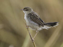 White-tailed Cisticola