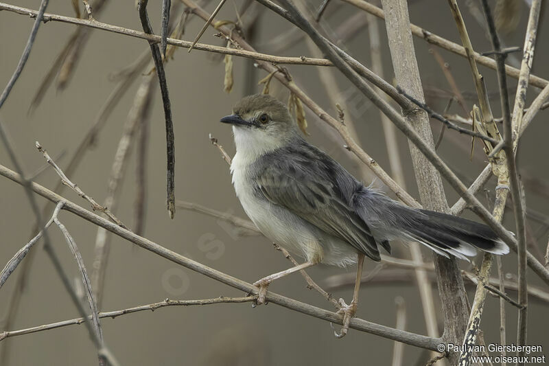White-tailed Cisticolaadult