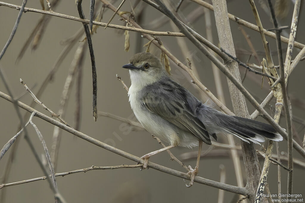 White-tailed Cisticolaadult