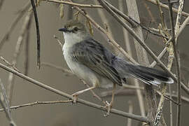 White-tailed Cisticola