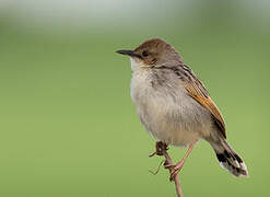 Ethiopian Cisticola