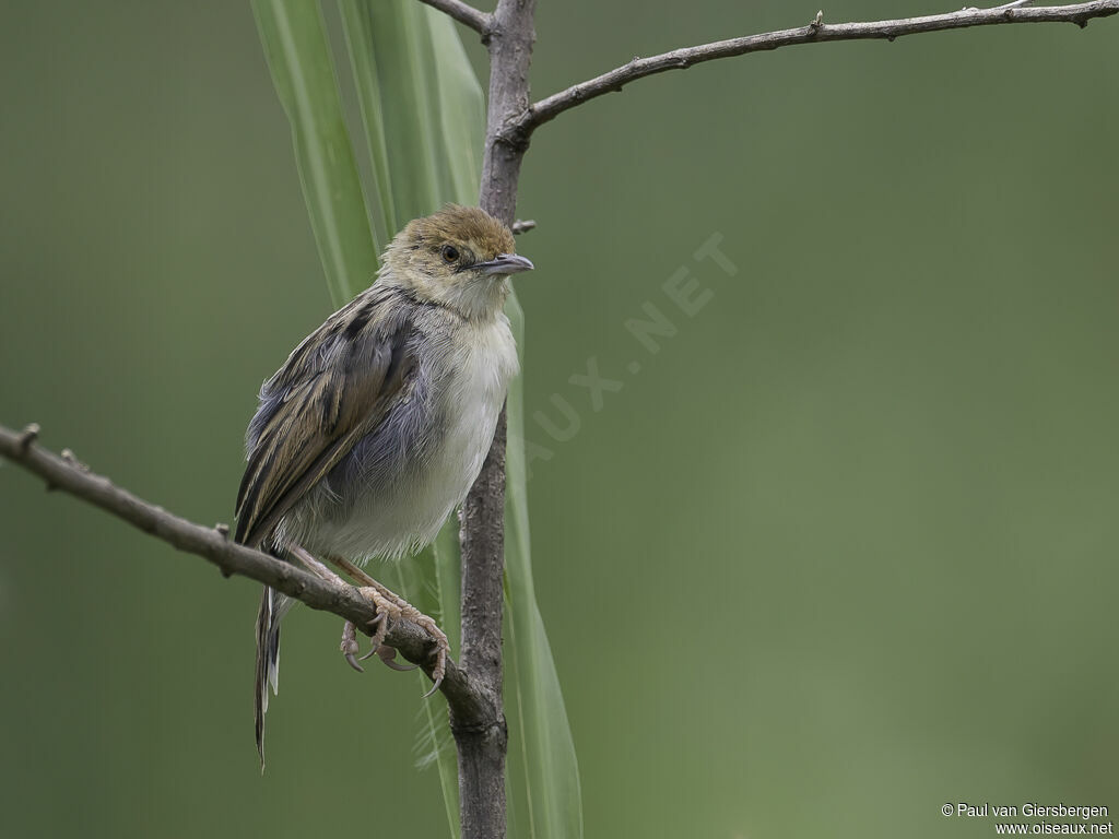 Carruthers's Cisticolaadult