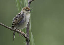 Carruthers's Cisticola