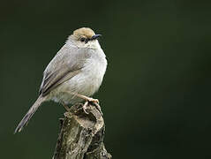 Chubb's Cisticola