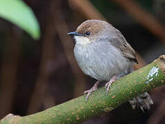 Hunter's Cisticola