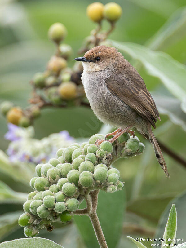 Hunter's Cisticolaadult