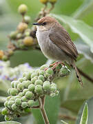 Hunter's Cisticola