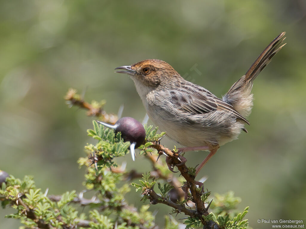 Lynes's Cisticolaadult