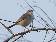 Trilling Cisticola