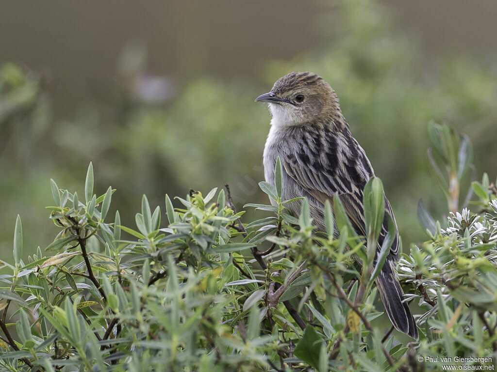 Aberdare Cisticolaadult