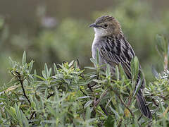 Aberdare Cisticola