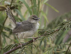 Kilombero Cisticola