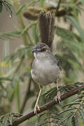 Kilombero Cisticola