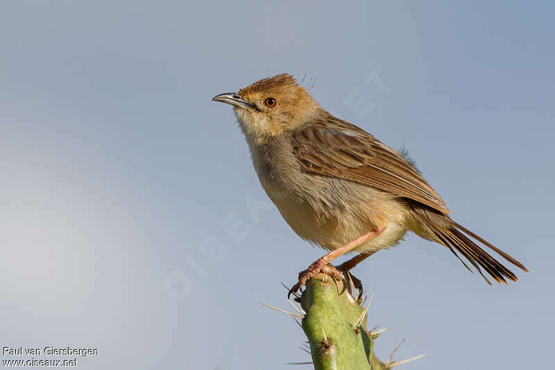 Boran Cisticola, identification