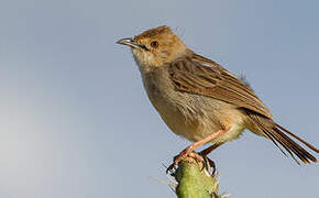 Boran Cisticola