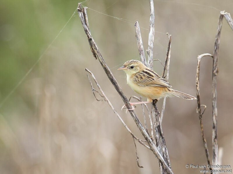 Zitting Cisticola