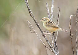 Zitting Cisticola