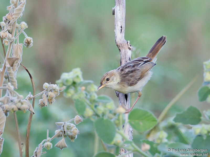 Zitting Cisticola