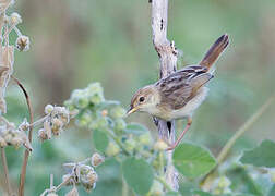 Zitting Cisticola