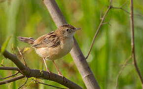 Zitting Cisticola