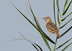 Zitting Cisticola